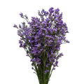Limonium